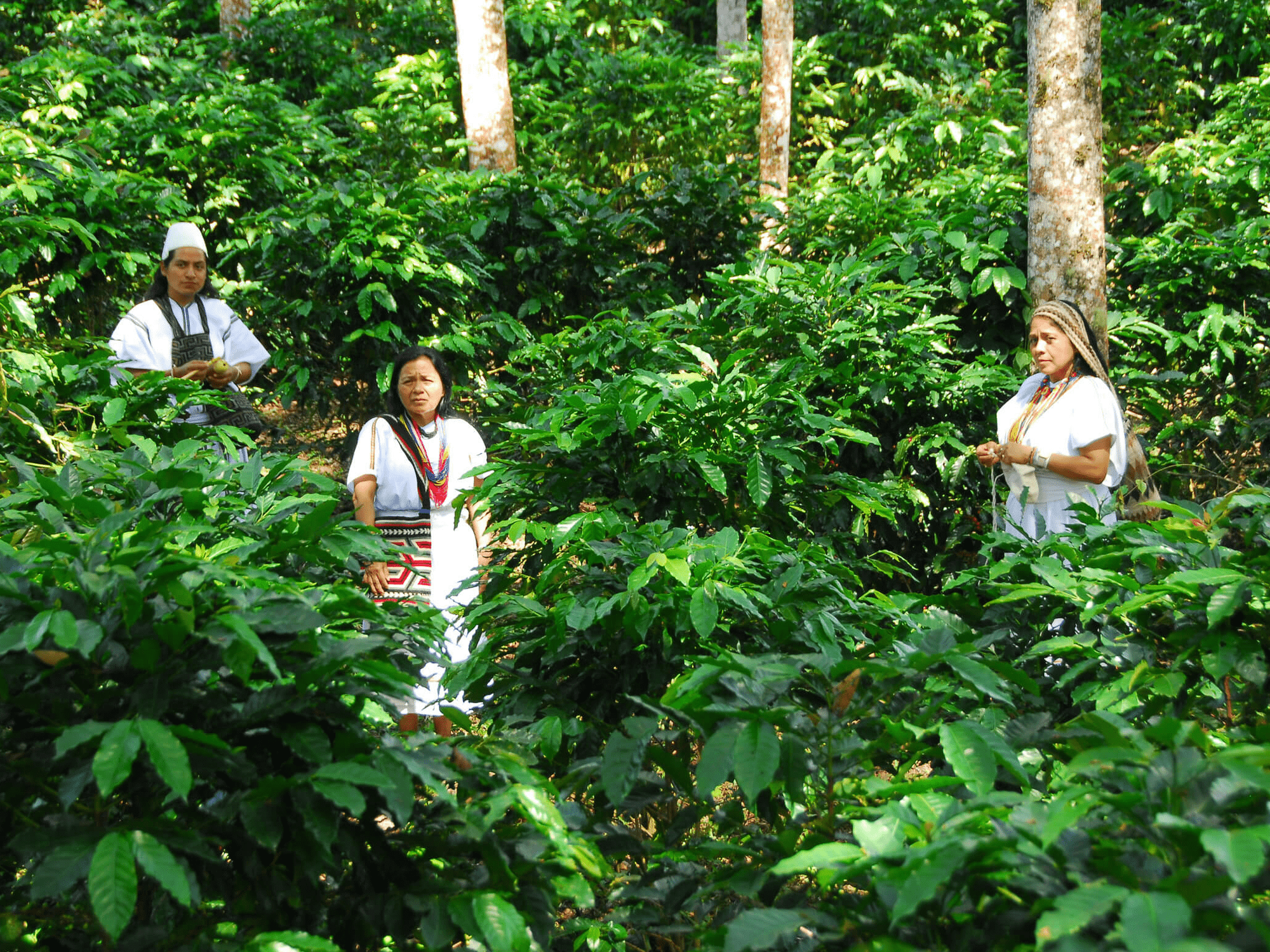 ANEI – Colombia - Peace Coffee