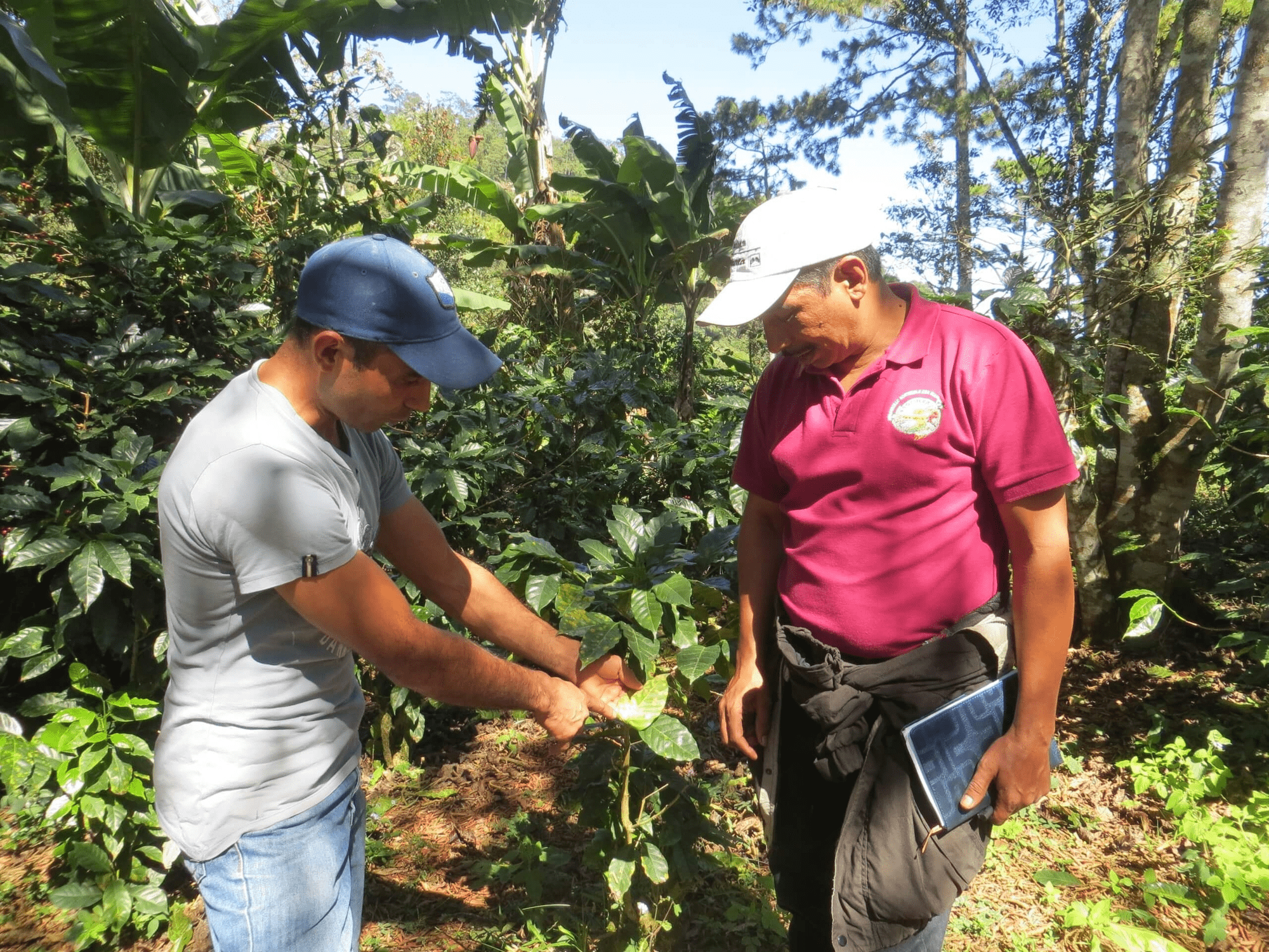 COMSA - Honduras - Peace Coffee