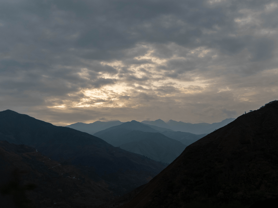 Palmas del Paramo - Peru - Peace Coffee