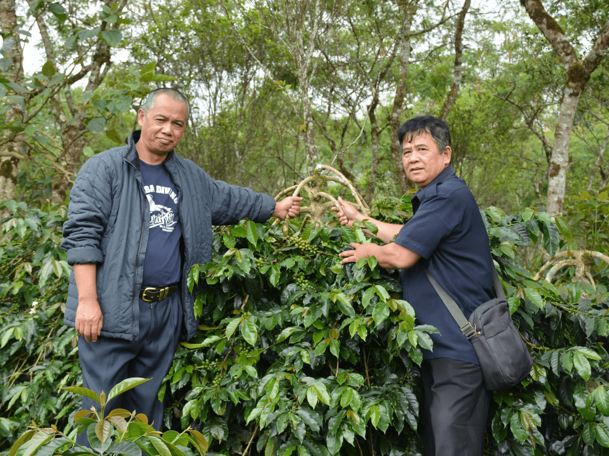 Permata Gayo - Indonesia - Peace Coffee