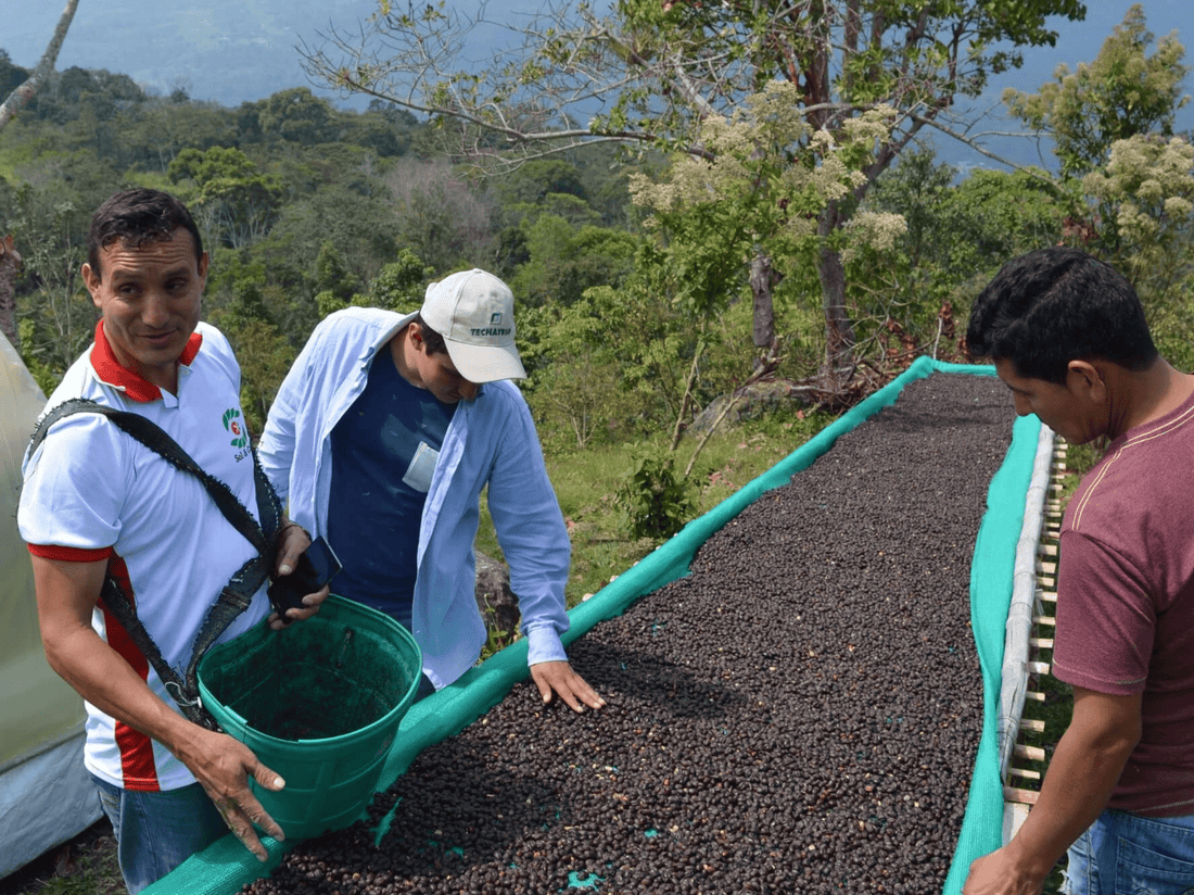 Sol Y Cafe - Peru - Peace Coffee