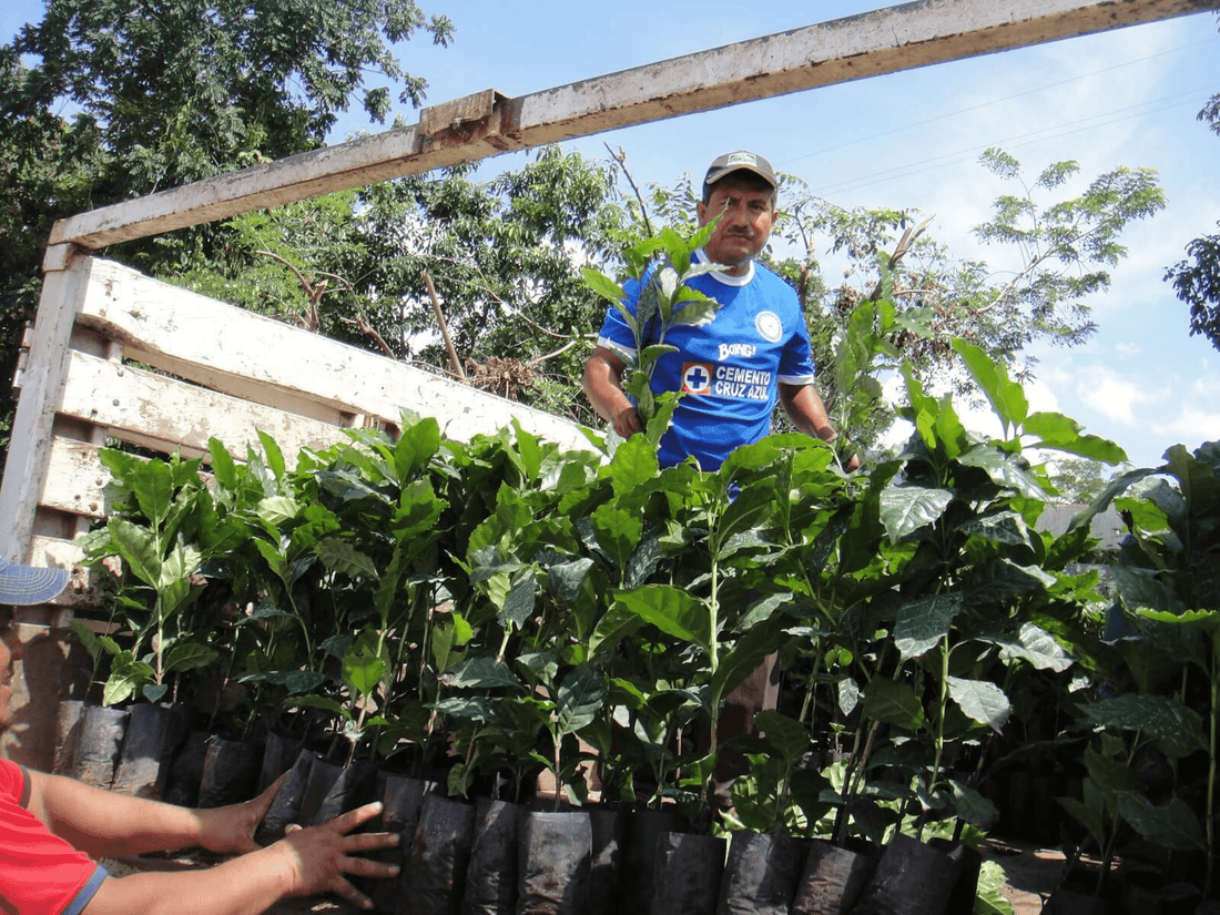 Triunfo Verde - Mexico - Peace Coffee